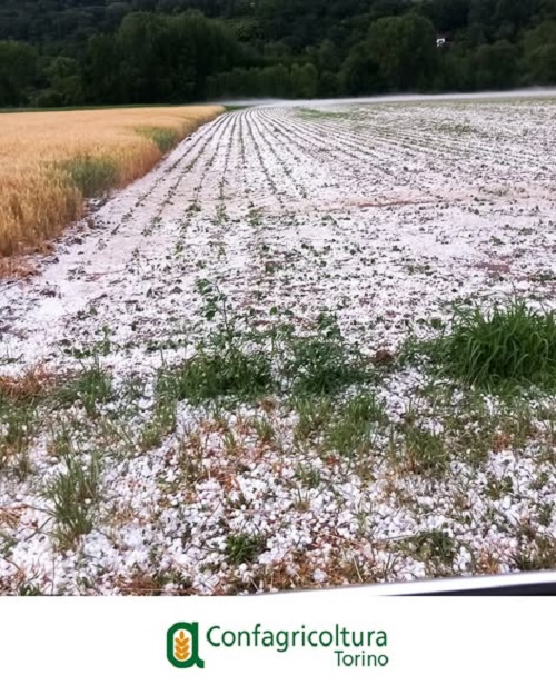 Temporale a “Supercella” sul Canavese, grandine fino a 5 centimetri: pesanti danni alle colture in decine di Comuni