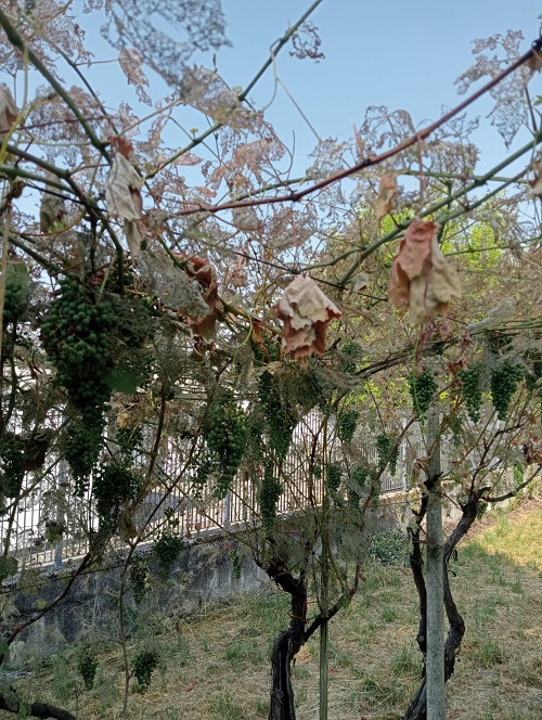 Popillia japonica, Avetta (Pd): «È un flagello per il Canavese. Servono più trappole e ristori ai produttori»