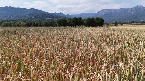 Siccità, l’agricoltura torinese perde oltre 30 milioni di euro: raccolti di mais in ginocchio e aziende senza acqua