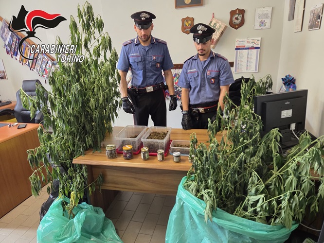 Cuorgnè, brucia sterpaglie nel terreno del vicino, arrivano i carabinieri e scoprono 17 piante di canapa: arrestato 72enne