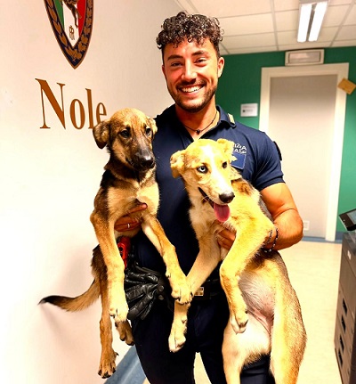 Nole, due cani intrappolati in un tombino: salvati dai Vigili del Fuoco, erano senza microchip
