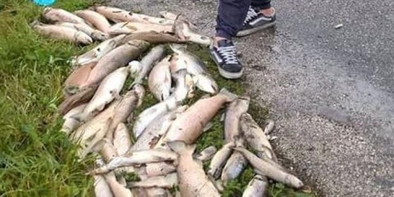Strage di trote nel torrente Soana, centinaia di pesci morti: si indaga sulle cause della morìa