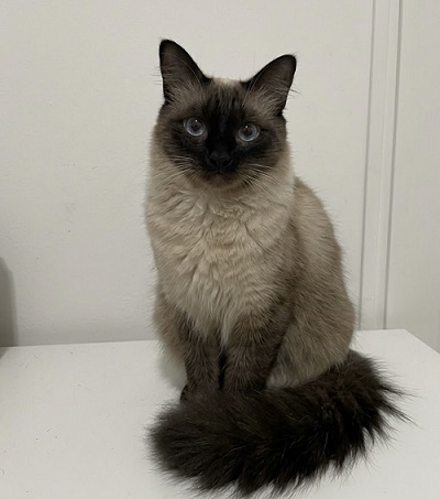 Volpiano, Coco scomparso da oltre quaranta giorni: l’appello di Lorena per ritrovare il suo gatto siamese